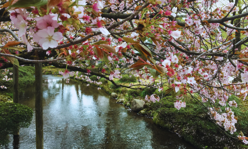 la magia dei sakura