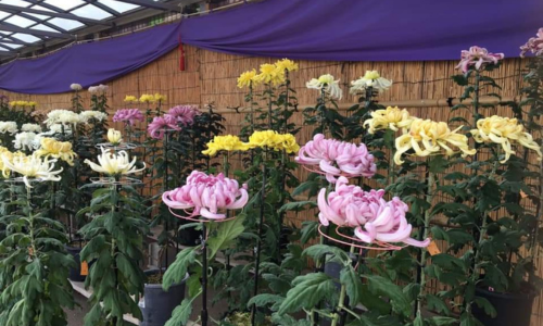 Fiori di crisantemo