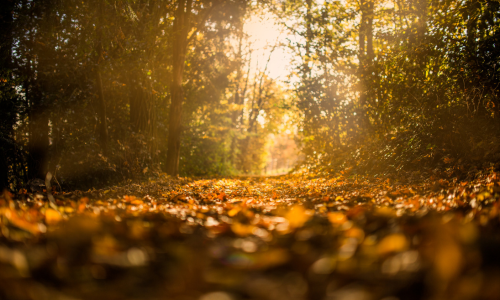 Parole d'autunno, foglie